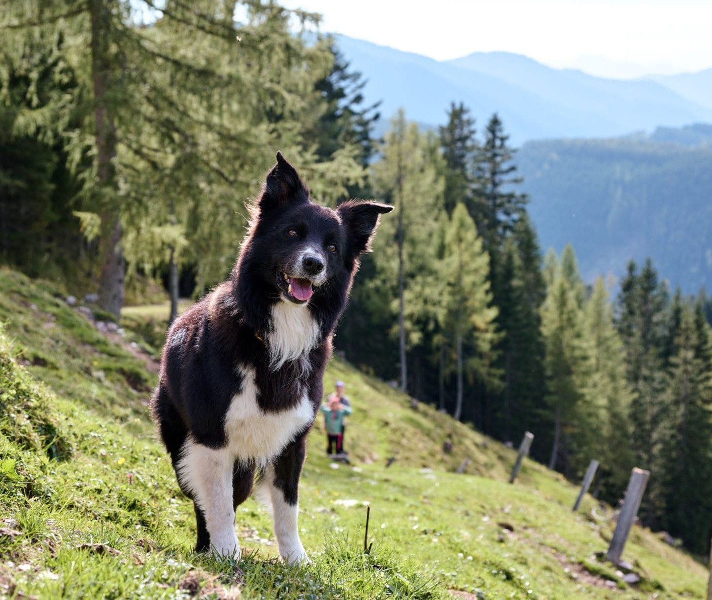 Unser Hund Joey © Matthias Fritzenwallner