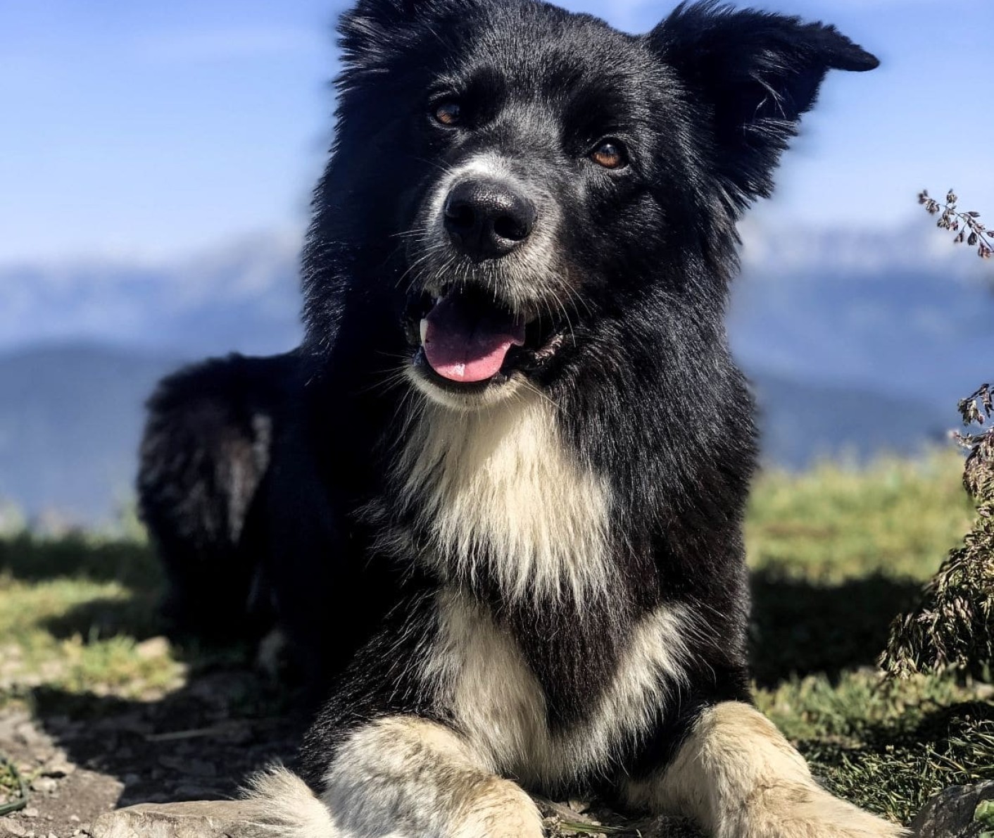 Hund Joey liegt auf einer Wiese am Reithof Filzmoos
