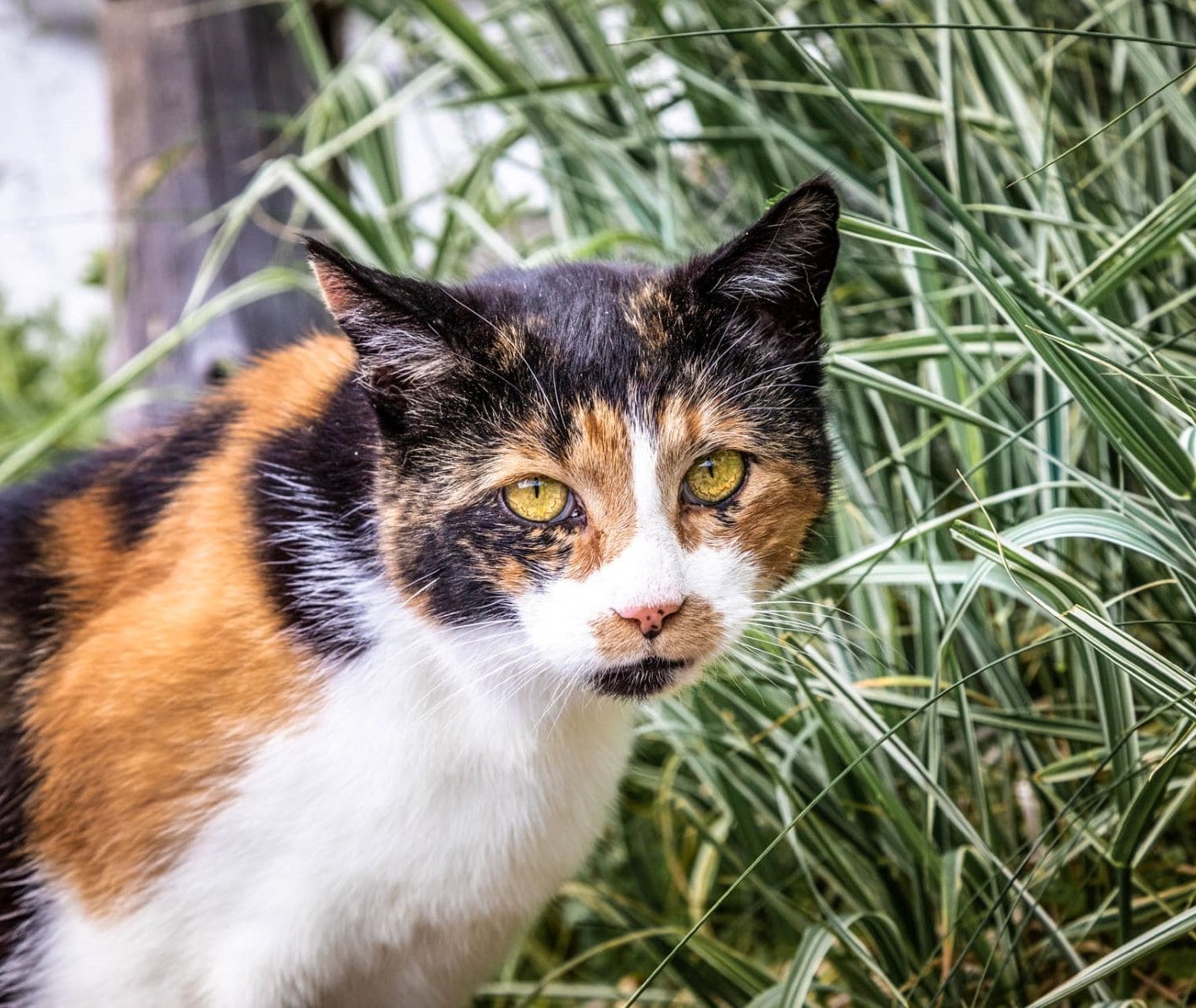 Mehrfarbige Katze in der Natur im Gras am Reithof in Filzmoos © Bernd Suppan