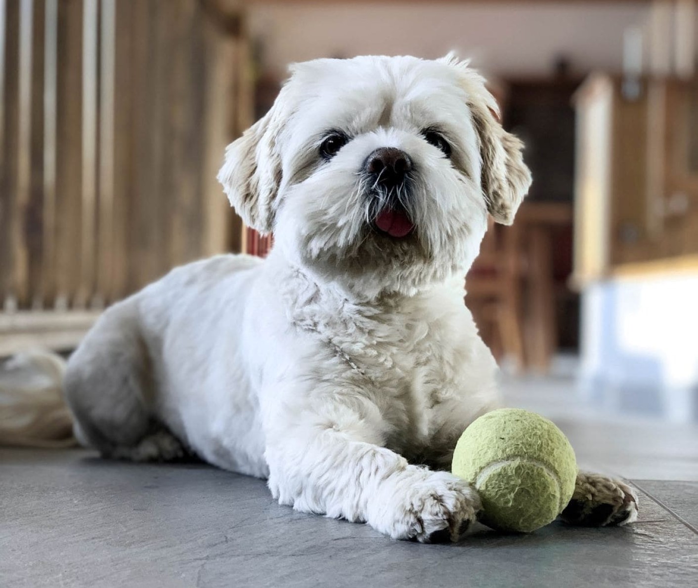 Unsere verspielte Hündin Luna mit einem Tennisball am Reithof in Filmoos