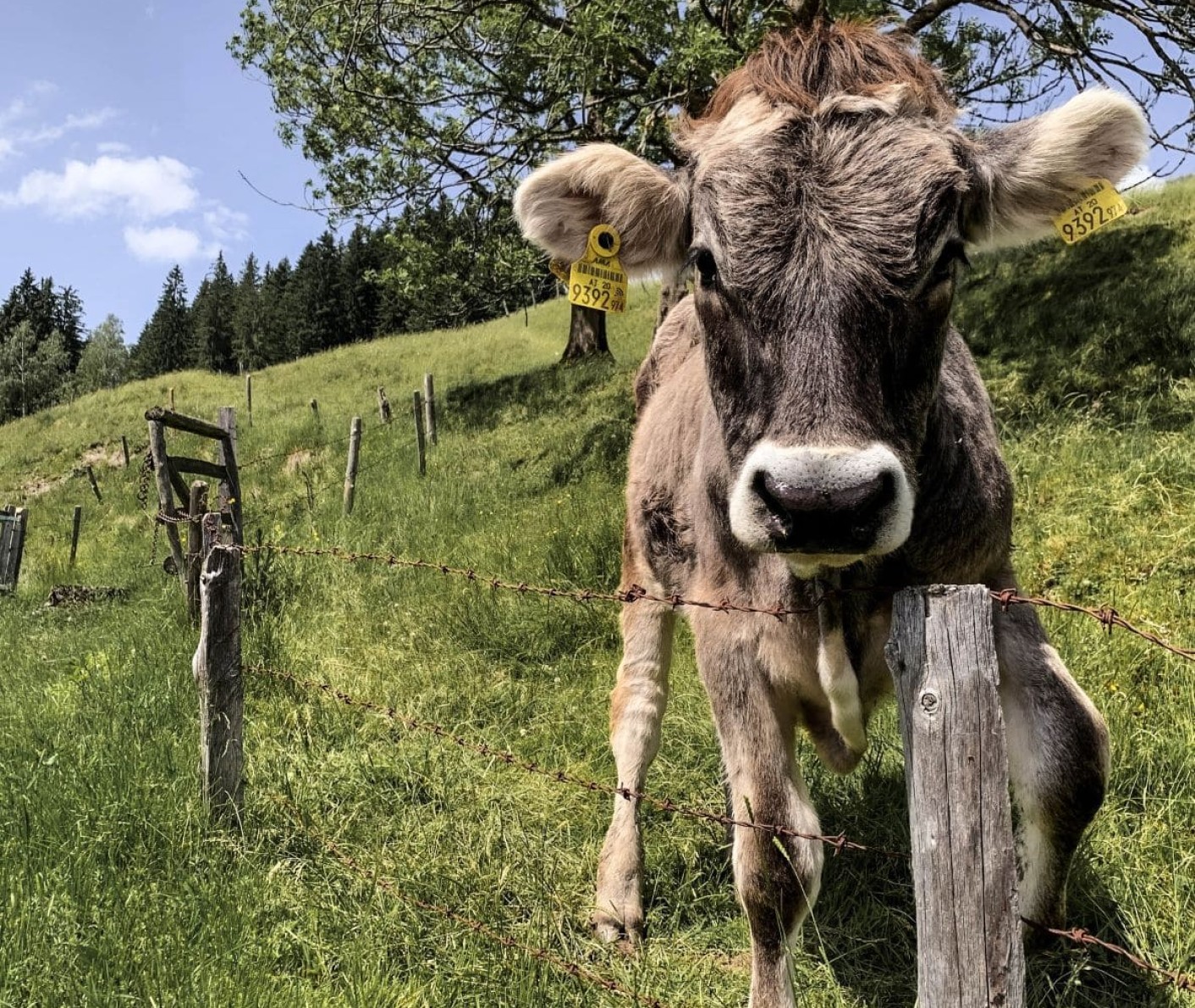 Ochs Moritz auf einer Wiese am Reithof in Filzmoos