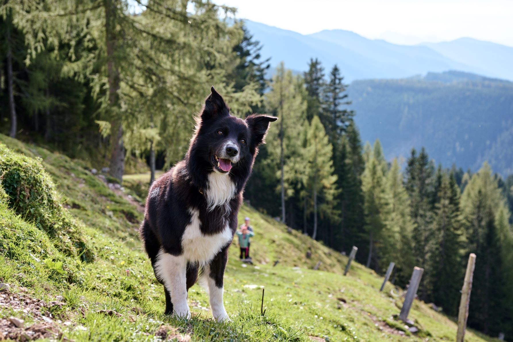 Unser Hund Joey © Matthias Fritzenwallner
