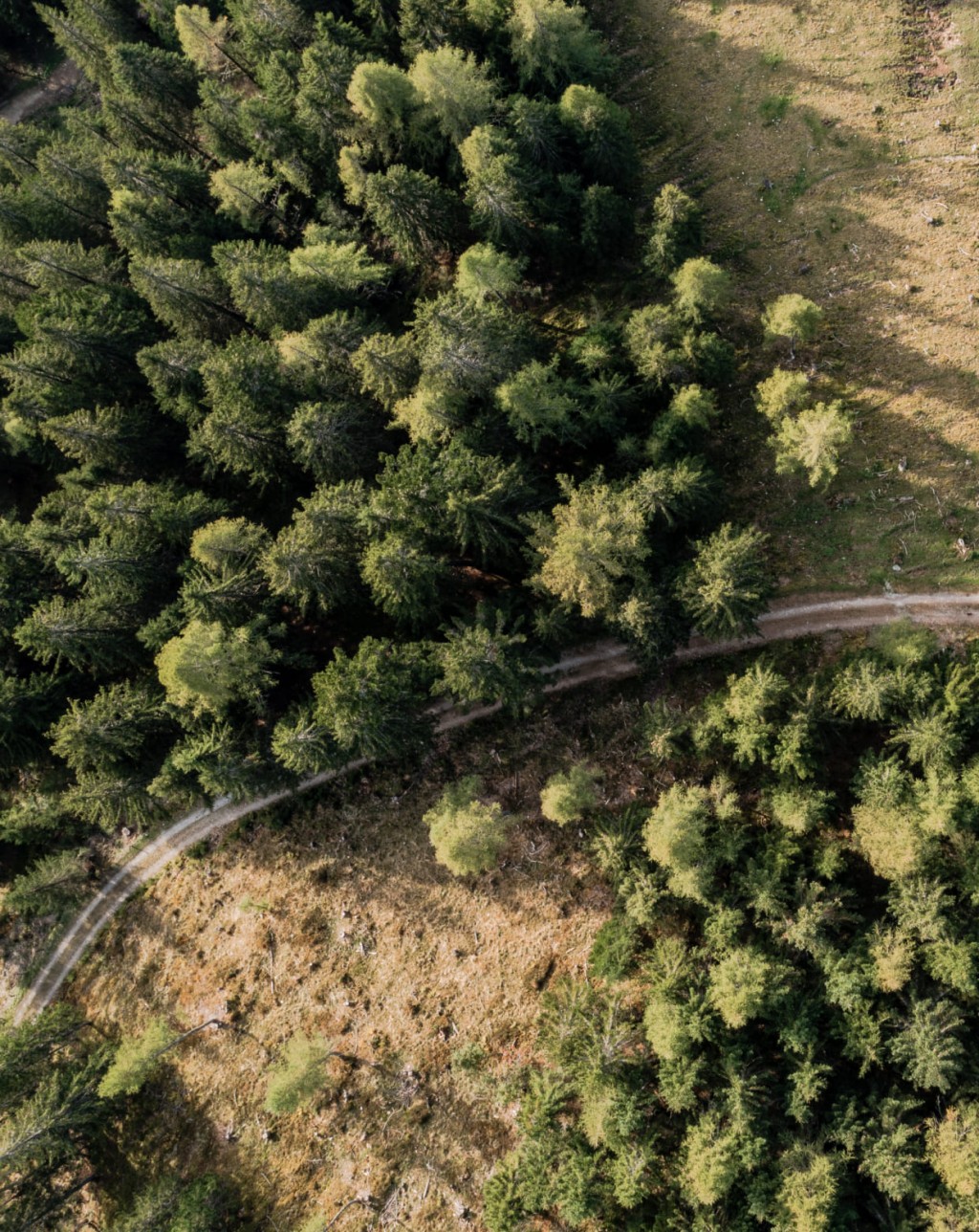 Drohnenaufnahme vom Wald in Filzmoos © Matthias Fritzenwallner