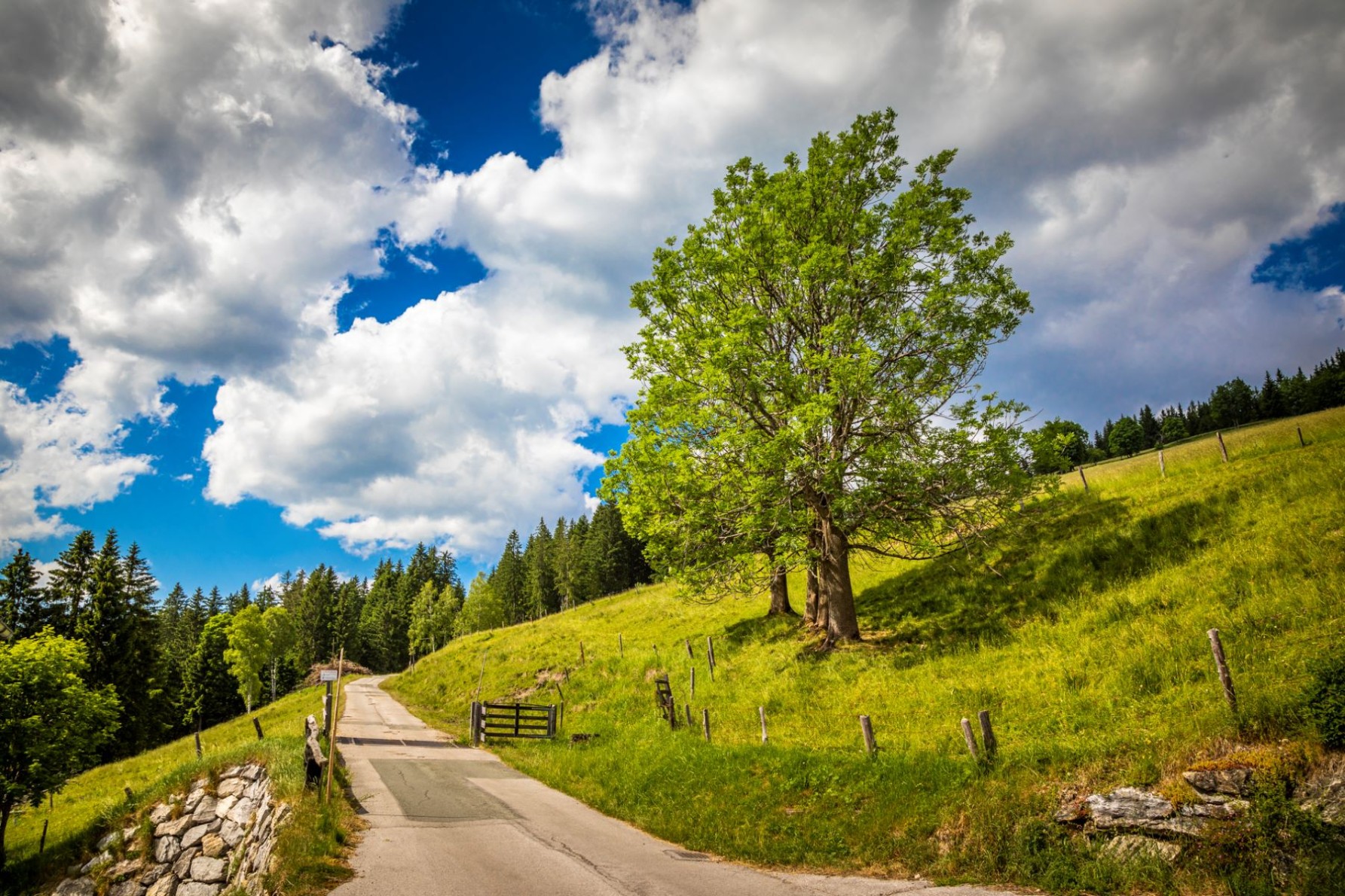 Wanderweg durch eine blühende Sommerlandschaft © Bernd Suppan