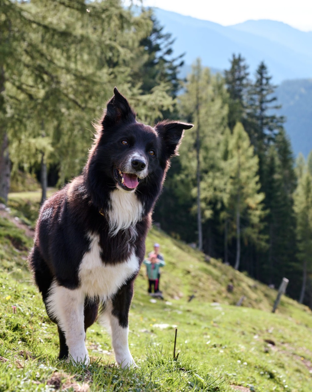 Urlaub mit Hund in Filzmoos erleben © Matthias Fritzenwallner