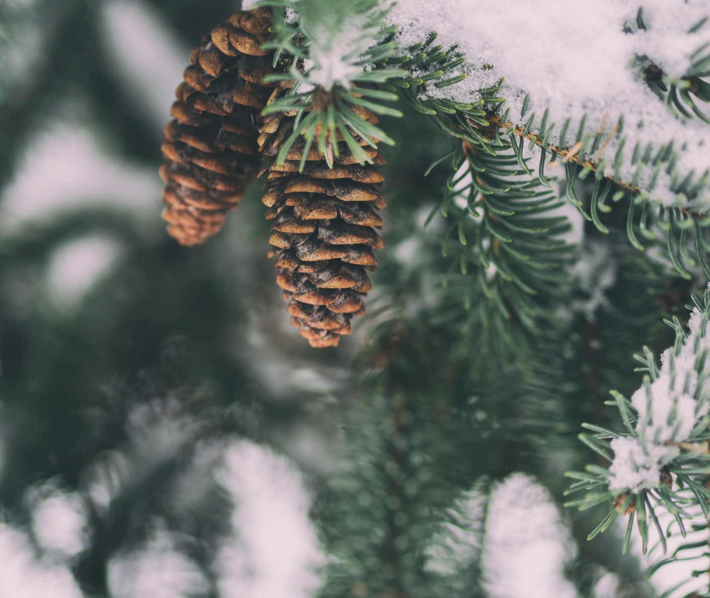 Tannenzapfen © Aaron Burden auf Unsplash